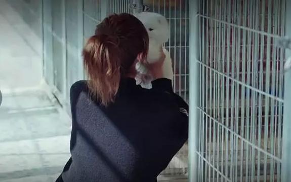 男生追不到的妹子 带上宠物分分钟撩走！