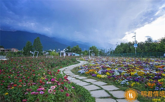 关于油菜花的唯美短句 花语