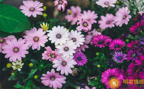十种代表暗恋的花,什么花的花语是代表暗恋